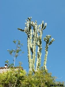 Euphorbia Ammak Desert Cactus Growing Guide