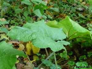 How to Grow Gobo Root in Any Garden