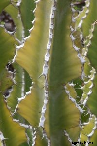 Euphorbia Ammak Desert Cactus Growing Guide