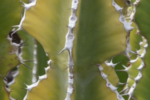 Euphorbia Ammak Desert Cactus Growing Guide