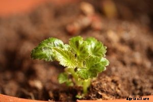 Beefsteak Begonia: Caring for Your Grandmas Plants