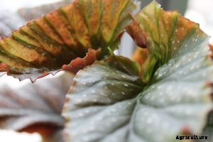 Beefsteak Begonia: Caring for Your Grandmas Plants