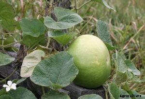 Tinda Apple Gourd: Container Growing and Care