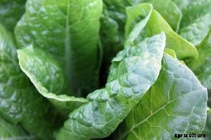 Tatsoi: Ancient Garden Greens You Already Love