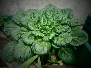 Tatsoi: Ancient Garden Greens You Already Love