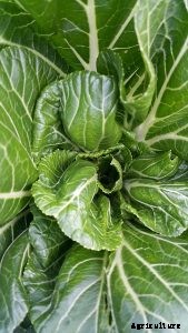 Tatsoi: Ancient Garden Greens You Already Love