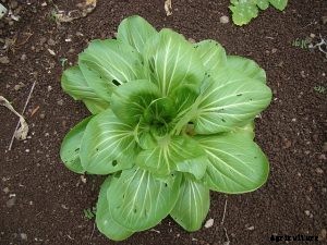 Tatsoi: Ancient Garden Greens You Already Love
