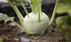 How to Grow Kohlrabi Plants