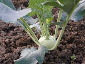 How to Grow Kohlrabi Plants