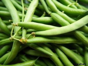 Growing Guar Beans at Home