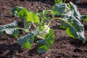 How to Grow Kohlrabi Plants