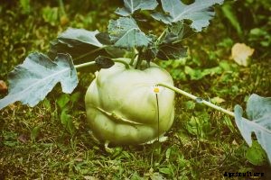 How to Grow Kohlrabi Plants