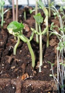 Growing Guar Beans at Home