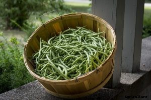Growing Guar Beans at Home