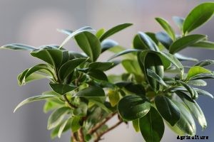 Ficus Triangularis | The Sweetheart Tree You Need To Grow