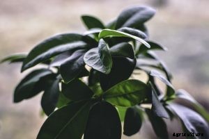Ficus Triangularis | The Sweetheart Tree You Need To Grow