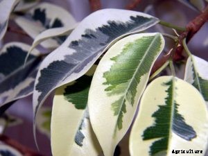 Ficus Triangularis | The Sweetheart Tree You Need To Grow