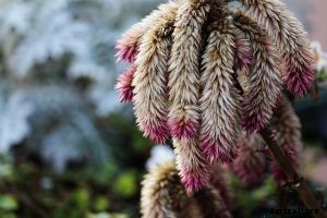 Ancient Amaranth: Summers Edible Flowering Plant