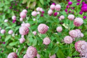 Ancient Amaranth: Summers Edible Flowering Plant