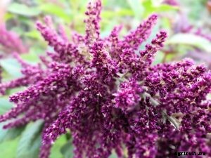 Ancient Amaranth: Summers Edible Flowering Plant