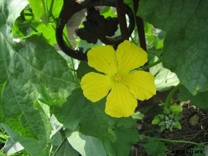 Loofah Plant: Discover This Amazing Plant & Learn To Grow Your Own