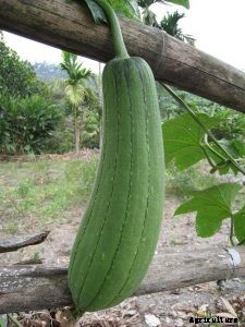 Loofah Plant: Discover This Amazing Plant & Learn To Grow Your Own