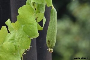 Loofah Plant: Discover This Amazing Plant & Learn To Grow Your Own