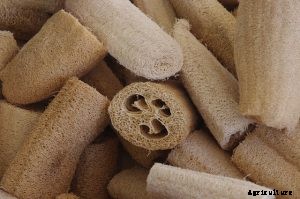 Loofah Plant: Discover This Amazing Plant & Learn To Grow Your Own