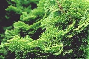 Juniper vs Cypress Showdown – Differences and Similarities