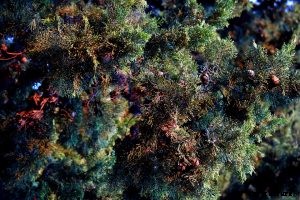 Juniper vs Cypress Showdown – Differences and Similarities