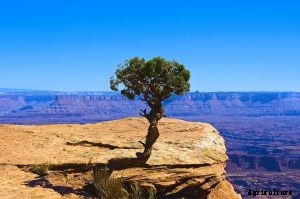 Juniper vs Cypress Showdown – Differences and Similarities
