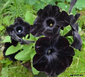Black Petunia: Successful Tips for Growing Award-Winning Flowers
