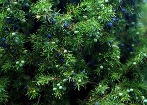 Juniper vs Cypress Showdown – Differences and Similarities