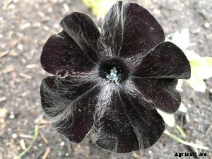 Black Petunia: Successful Tips for Growing Award-Winning Flowers