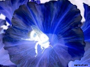 Black Petunia: Successful Tips for Growing Award-Winning Flowers