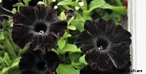 Black Petunia: Successful Tips for Growing Award-Winning Flowers