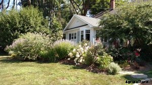 Dwarf Spirea Gardening Guide