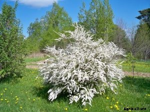 Dwarf Spirea Gardening Guide