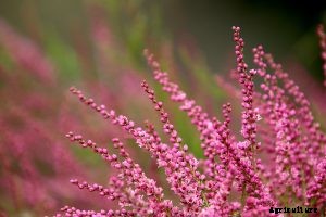 Italian Heather – How to Plant, Grow and Care