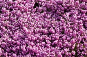 Italian Heather – How to Plant, Grow and Care