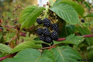 Kiowa Blackberry Guide: Care, Growth, Tips