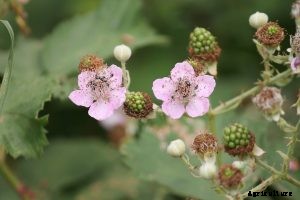 Kiowa Blackberry Guide: Care, Growth, Tips