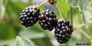 Kiowa Blackberry Guide: Care, Growth, Tips