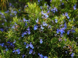 17 Tall Shrubs for Shade to Consider for Your Garden !