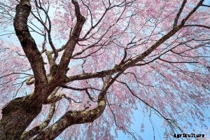 Weeping Peach Trees: How To Grow and Care