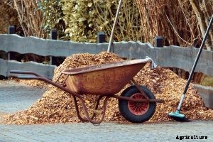How to Get Rid of Mushrooms in Mulch – Find Out!