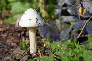 How to Get Rid of Mushrooms in Mulch – Find Out!