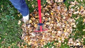 How to Get Rid of Mushrooms in Mulch – Find Out!