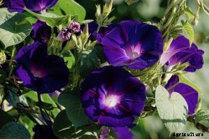 Morning Glories Not Blooming? Here’s Why