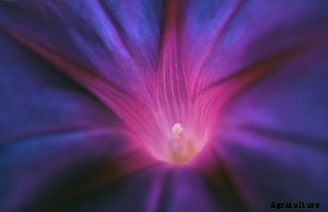 Morning Glories Not Blooming? Here’s Why